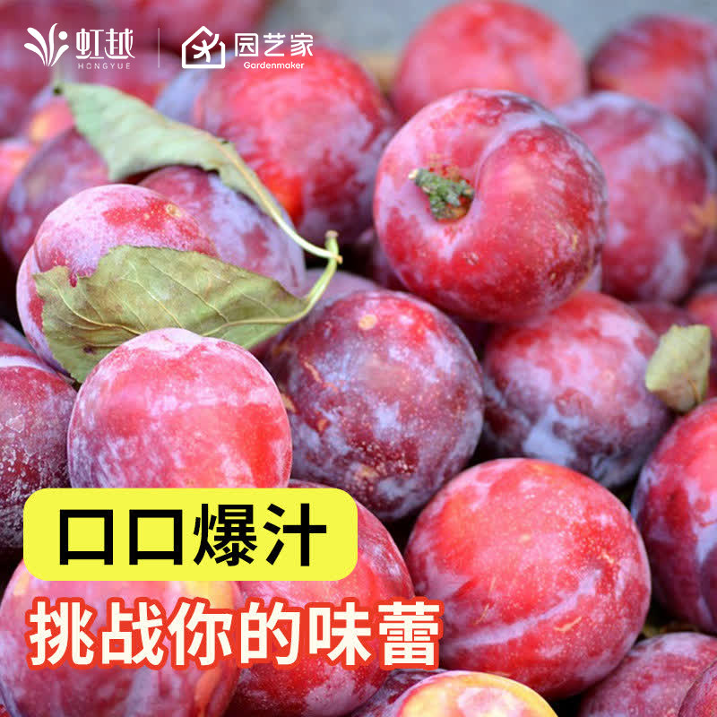 虹越李子果树果苗盆栽南北方种植阳台庭院桐乡李桃形李水果,鲜花速递/花卉仿真/绿植园艺,果树,淘宝优惠券,粉丝福利购,淘宝优惠卷