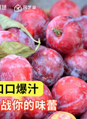 桐乡南北方种植阳台庭院水果