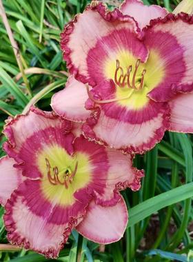 虹越萱草忘忧草花苗多年生无尽夏系列四季阳台耐寒热植物花卉盆栽