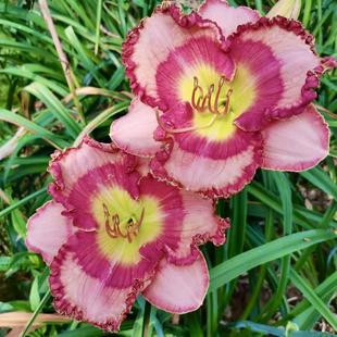 虹越萱草忘忧草花苗多年生无尽夏系列四季阳台耐寒热植物花卉盆栽