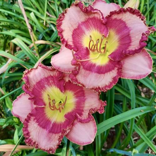 虹越萱草忘忧草花苗多年生无尽夏系列四季阳台耐寒热植物花卉盆栽