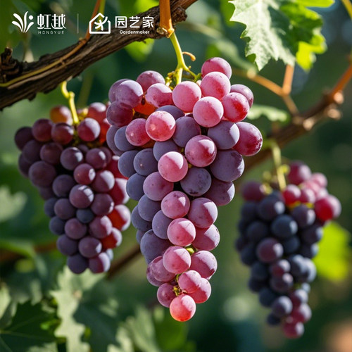 葡萄苗虹越美洲葡萄多年生