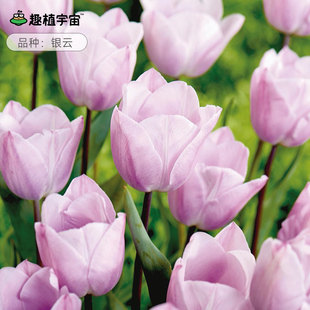趣植宇宙银云进口郁金香种球盆栽重瓣土培阳台庭院插花境好养预卖