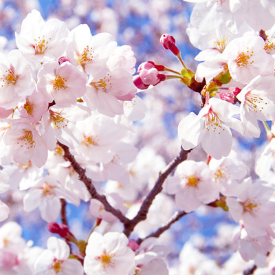 日本樱花室外虹越春季