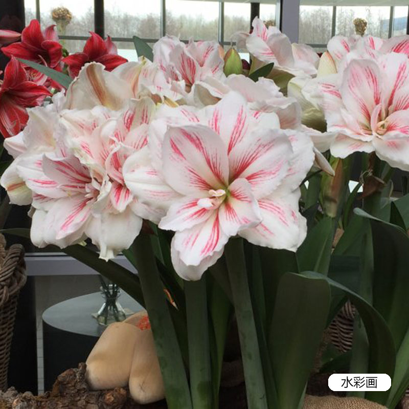 朱顶红水彩画进口单重瓣种球花种子阳台园艺虹越新手朱顶红花卉球