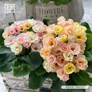 花彩玫瑰报春盆栽多年生草本阳台花园造景装饰种植开花好养易爆花