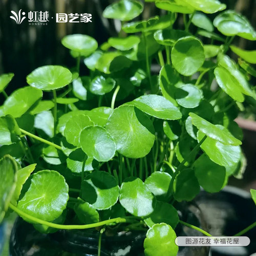 虹越铜钱草水培四季常绿易养