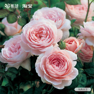 瑞典女王月季灌木月季花苗灌木粉色奥斯汀大花切花盆栽月季大苗香
