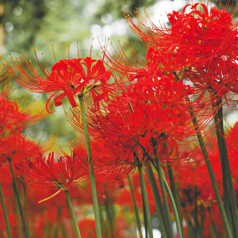 红花石蒜黄花种球虹越庭院花园园林多年生花卉曼珠沙华彼岸花种球