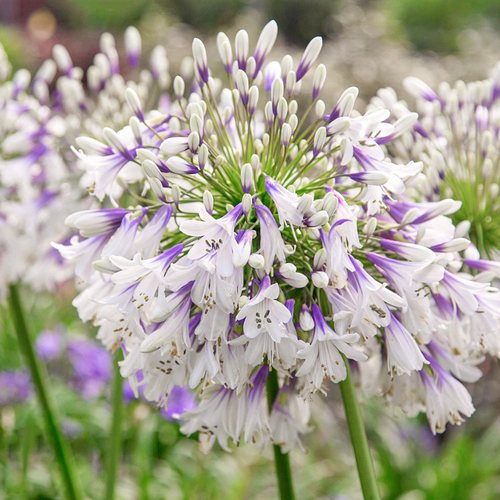 【直播】虹越百子莲烟花盆栽苗庭院花园多年生耐热好养宿根花卉