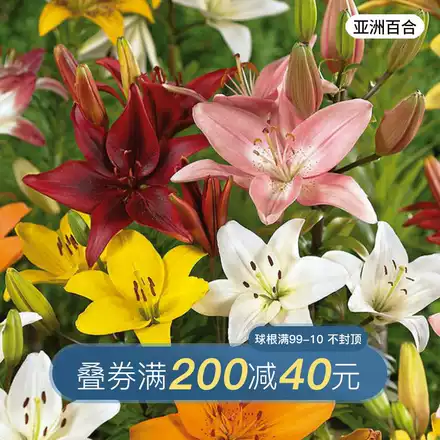 虹越进口香水百合种球根重瓣花卉植物室内外花种鲜花新手盆栽多苞 虹越进口香水百合种球根重瓣花卉植物室内外花种鲜花新手盆栽多苞