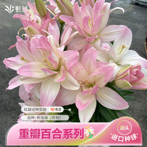 春百合花种球重瓣虹越进口花卉可盆栽荷兰百合花种新手阳台易养
