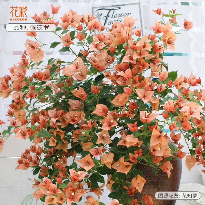 花彩藤条款三角梅爬藤飘枝不甜西瓜多季开花盆栽精品大苗带花老桩,鲜花速递/花卉仿真/绿植园艺,时令草本花卉,淘宝优惠券,粉丝福利购,淘宝优惠卷