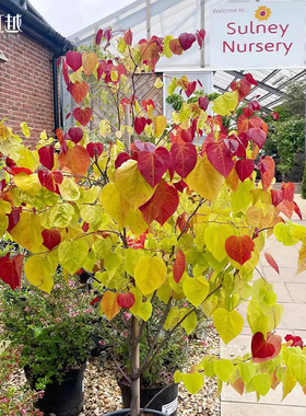 虹越加拿大紫荆永恒之火树苗盆栽小苗庭院景观树耐寒耐热彩叶灌木