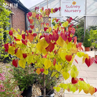 虹越加拿大紫荆永恒之火树苗盆栽小苗庭院景观树耐寒耐热彩叶灌木