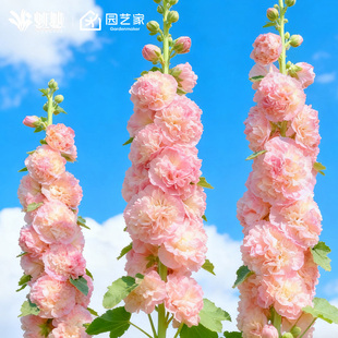 虹越园艺家种子重瓣蜀葵花种籽阳台花园花境好养花期长耐寒多年生