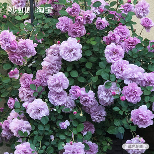 开花大苗特大花浓香灌木苗 多季 蓝色阴雨藤本月季 花苗盆栽爬藤月季