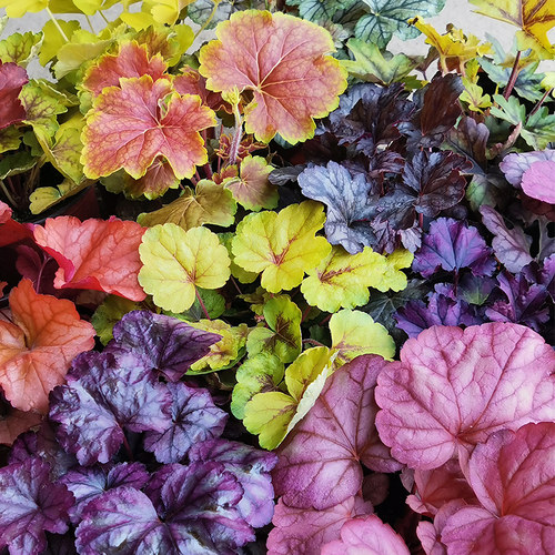 花园调色板耐荫耐寒多年生植物