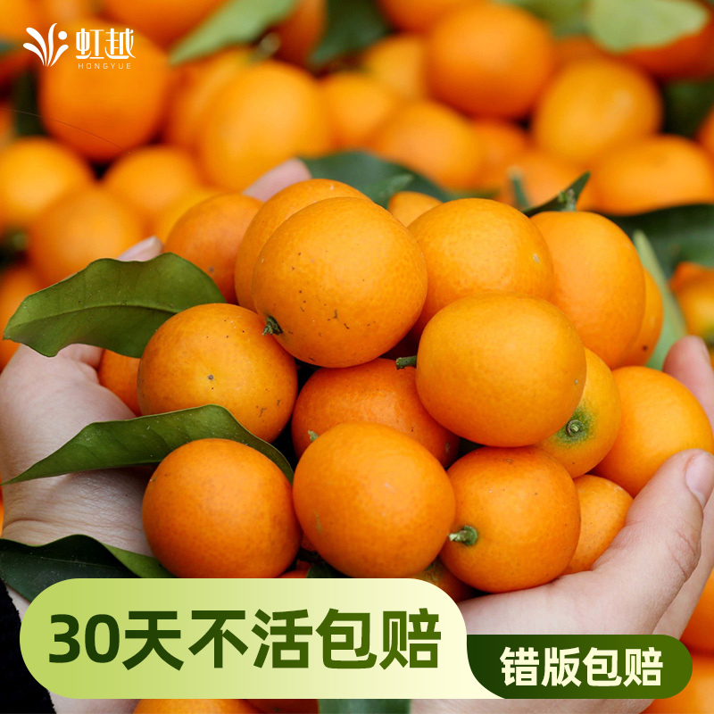 虹越脆皮金桔柚子橘子苗砂糖橘