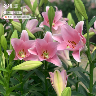 秋百合进口种球根眼线布林迪西花种阳台花卉新手可盆栽花虹越易养