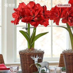 虹越荷兰朱顶红种球樱桃妮芙达芙妮星王迷雾园艺25年进口新球预卖