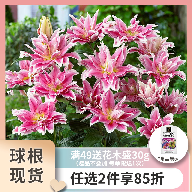 香水百合花种球包邮 图片 价格 多少钱 什么值得买 香水百合花种球包邮 图片 价格 多少钱 什么值得买