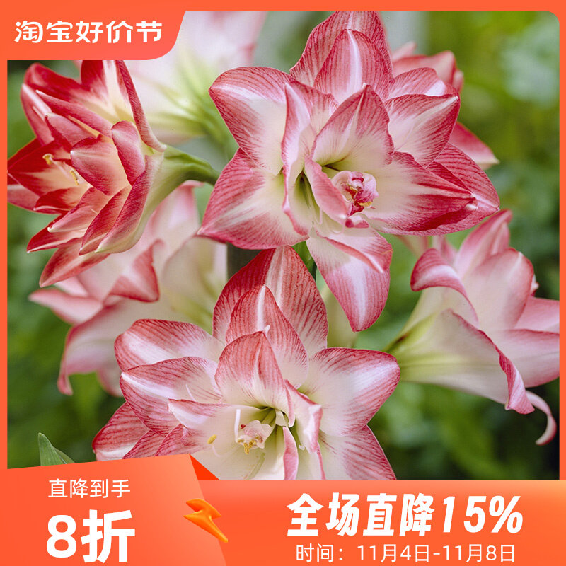 虹越进口秘鲁朱顶红种球蒂卡花园阳台多年生球根新手易种花卉双王使用感如何?