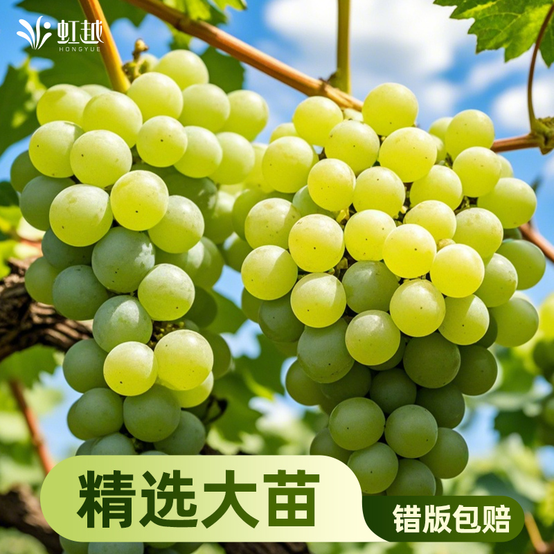 虹越葡萄树苗果树盆栽地载北方南方爬藤易养挂果无籽浪漫红颜莉拉