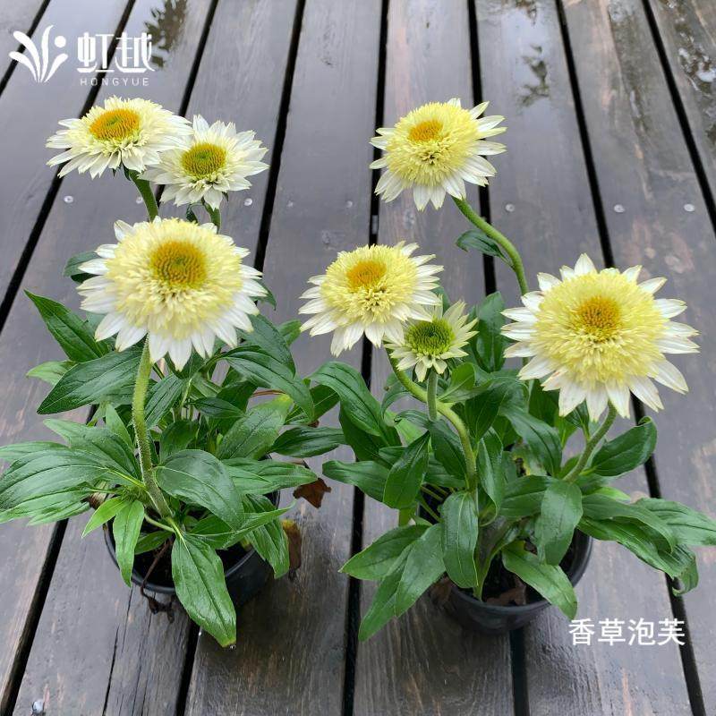 【直播】虹越宿根松果菊香草泡芙盆栽多年生耐旱耐寒耐高温易养