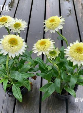 【直播】虹越宿根松果菊香草泡芙盆栽多年生耐旱耐寒耐高温易养