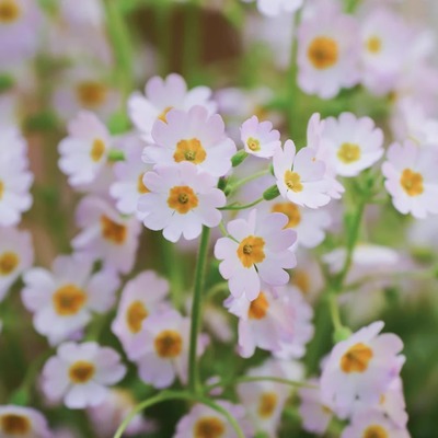 耐寒有香玫瑰报春花花园阳台虹越