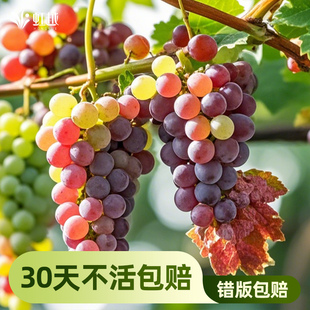 南方种植葡萄树苗耐热虹越爬藤易挂果易养护抗性好阳光玫瑰寒香蜜