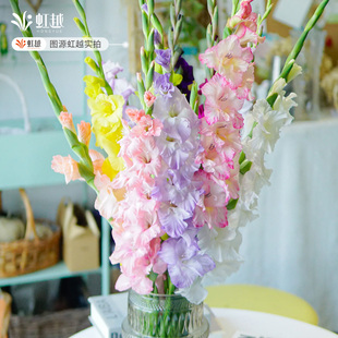 唐菖蒲剑兰种球喜阳进口花园露台多年生花境草本球根花卉球块根