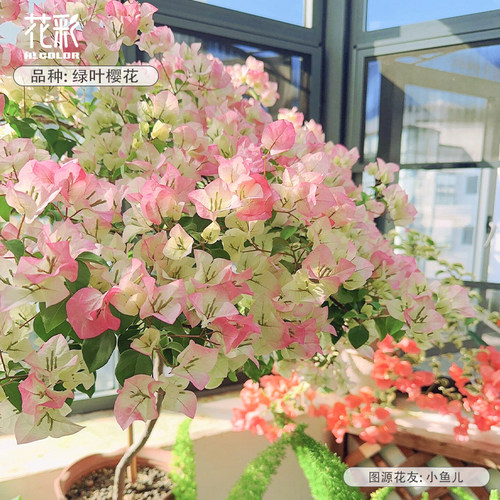 三角梅盆栽绿叶樱花耐热好养活