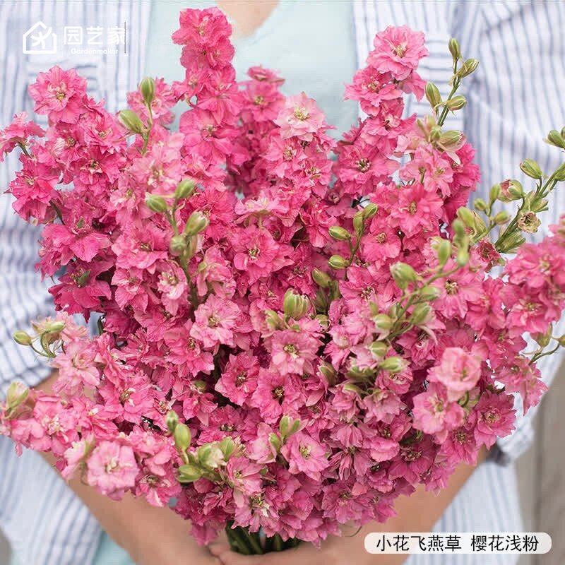 园艺家种苗大花飞燕草小花飞燕草种籽花园庭院耐寒好养线性花预卖图片