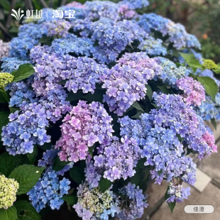 虹越大花绣球花苗盆栽阳台无尽夏中华木绣球花老桩庭院地栽多年生