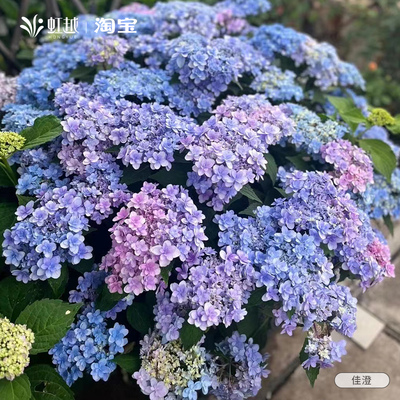 虹越大花绣球花盆栽老桩庭院地栽