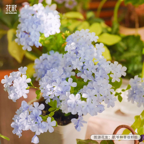 蓝雪花盆栽冰雪花彩阳台可垂吊可爬藤夏季耐热花园庭院观赏白雪花