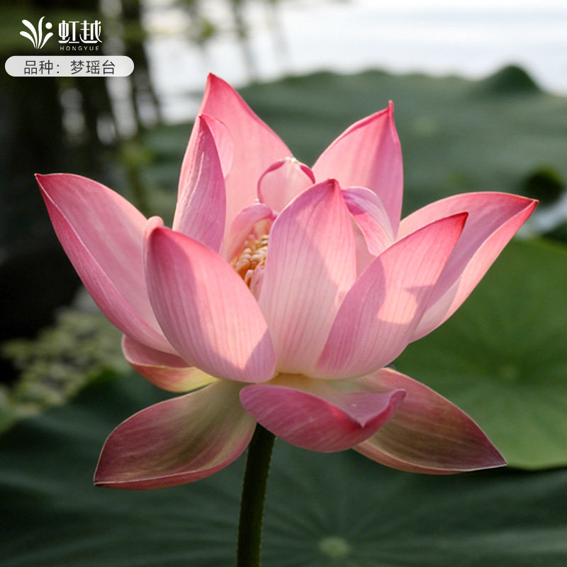 虹越碗莲种藕水养植物迷你荷花盆栽夏季耐热耐晒鱼缸阳台装饰预卖