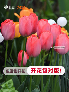 虹越郁金香盆栽苗进口种球种植红色长安范依克生根冒芽低维护盆花