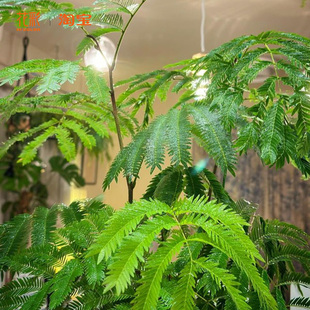 虹越密叶猴耳环盆栽室内植物阳台桌面装饰绿植四季好养客厅ins风