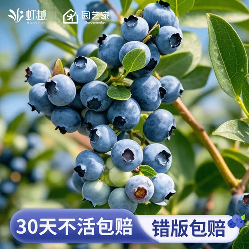 虹越蓝莓盆栽果树南北方四季种植