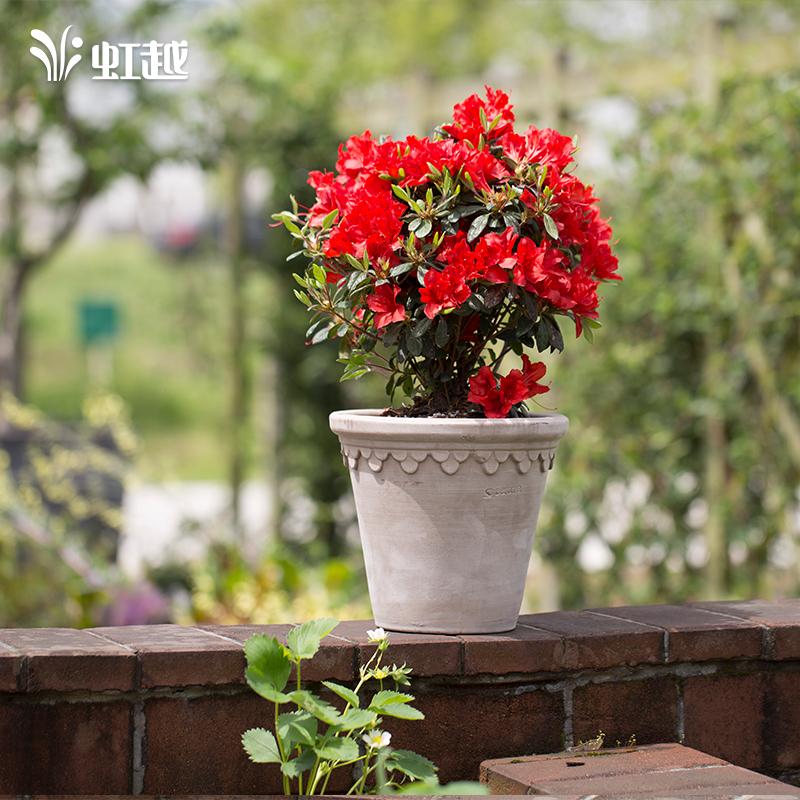 虹越安酷杜鹃盆栽苗常绿多季开花