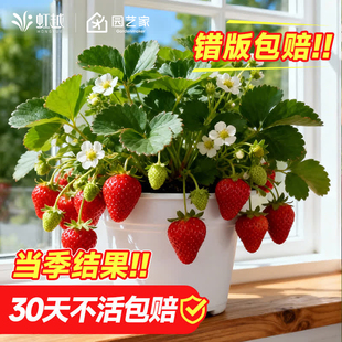 草莓苗秧盆栽四季结果树果苗虹越章姬隋珠建德白露红颜粉玉黑珍珠