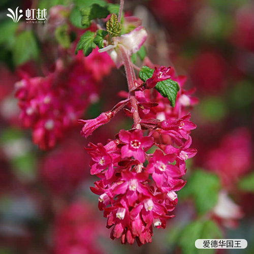 虹越进口茶藨子盆栽小苗好养花量大低维护开花庭院花园花灌木花苗