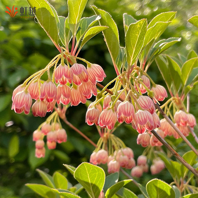 【直播】虹越吊钟花盆栽小苗庭院花园阳台多年生好养灌木年宵花卉