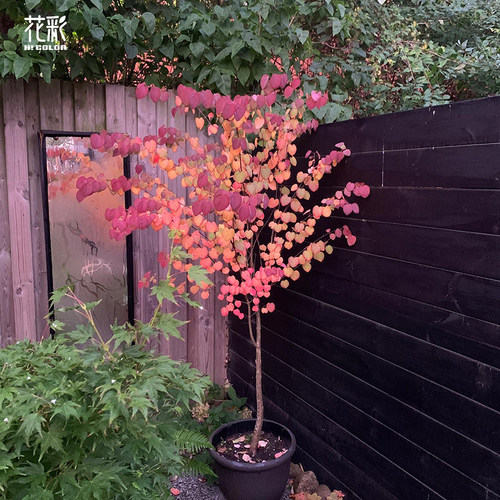 花彩连香树苗彩叶树种苗耐寒耐热