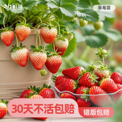 虹越草莓苗秧盆栽四季结果树果苗玄玉隋珠建德白露红颜粉玉黑珍珠