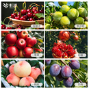 虹越果树裸根苗庭院地栽水蜜桃车厘子李子树西梅桃树苹果枇杷