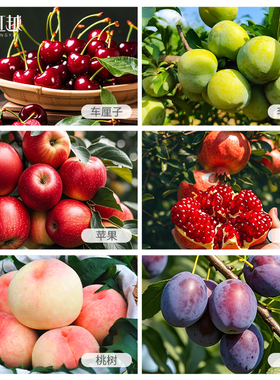 虹越果树裸根苗庭院地栽水蜜桃车厘子李子树西梅桃树苹果枇杷